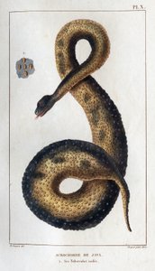 Java acrochord. Sen eristetyt putket. Fauna des Mdecins tai eläinten ja niiden tuotteiden historia, Hippolyte Cloquet” - Osa 6 - 1825. tekijältä Hippolyte Cloquet