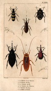 Sikuri Mylabra, hernekärsäkko, vehnäverkko, palmuverkko, Hitch Bacchus, itämainen torakka teoksessa "Lääkäreiden eläimistö tai eläinten ja niiden tuotteiden historia, Hippolyte Cloquet" - osa 6 - 1825. tekijältä Hippolyte Cloquet