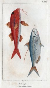 Rouget ja Caillou-Tassart (Caillou Tassart). Teoksessa "Fauna des Medecins tai eläinten ja niiden tuotteiden historia, Hippolyte Cloquet" - Volume 6 - 1825. tekijältä Hippolyte Cloquet