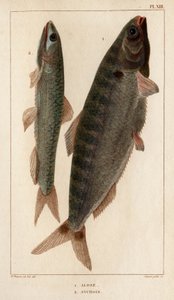Shad ja Anjovis." "Fauna des Mdecins tai eläinten ja niiden tuotteiden historia, Hippolyte Cloquet" - Volume 6 - 1825. tekijältä Hippolyte Cloquet