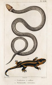 The Collared Snake, Land Salamander." "Fauna des Médecins eli eläinten ja niiden tuotteiden historia, Hippolyte Cloquet" - Osa 6 - 1825.