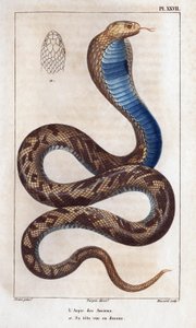 Vanhinten aspic, hänen päänsä nähtynä ylhäältä." Fauna des Mdecins tai eläinten ja niiden tuotteiden historia, Hippolyte Cloquet” - Osa 6 - 1825. tekijältä Hippolyte Cloquet