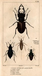 Urosleijan kattoikkuna, luonnollinen koko, Reduve-naamio, tavalliset räpylät, proscarabee Meloe in "" Fauna of lääkärit tai eläinten historia ja niiden tuotteet by Hippolyte Cloquet"" - Volume 6 - 1825.