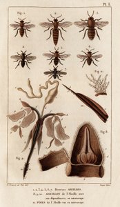 Erilaisia ​​mehiläisiä." "Fauna des Mdecins tai eläinten ja niiden tuotteiden historia, Hippolyte Cloquet" - Volume 6 - 1825. tekijältä Hippolyte Cloquet
