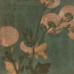 Krysanteemit, Edo-kausi, 1500-luvun loppu - 1600-luvun alku.
