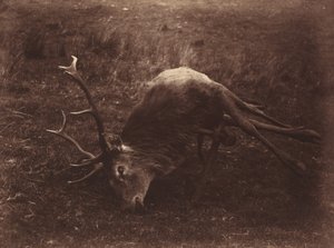 Kuollut hirvi,1857 (kuva) tekijältä Horatio Ross