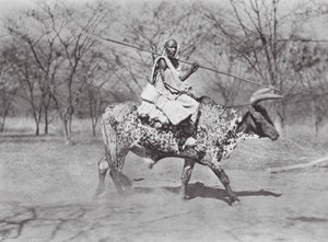 Afrikka: Aulad Hamid häränratsastaja (s/w-kuva). tekijältä Hugo Adolf Bernatzik