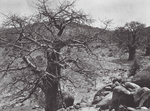 Afrikka: Dar Nuba (s/w-kuva). tekijältä Hugo Adolf Bernatzik