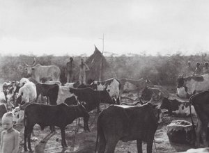 Afrikka: Bahr el Zeraf -joen rannalla (s/w-kuva). tekijältä Hugo Adolf Bernatzik