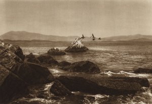 Meksiko: Manzanillon rannikko, Pelicanos, Coliman osavaltio (s/w-kuva). tekijältä Hugo Brehme