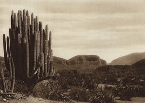 Meksiko: Cuicatian, "Cereus candelabrum" (s/w valokuva).