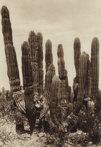 Meksiko: Guaymas, "Cereus Pringlei", Estado Sonora (s/w-kuva).