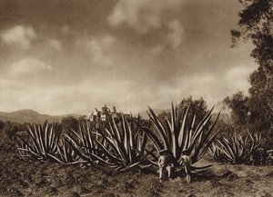 Meksiko: Tepepamin ympäristö ja agave-pelto (s/w-kuva). tekijältä Hugo Brehme