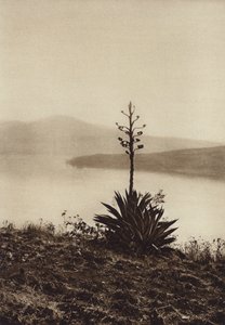 Meksiko: Chapala-järven ranta, jossa agaves kukkivat (s/w-kuva). tekijältä Hugo Brehme
