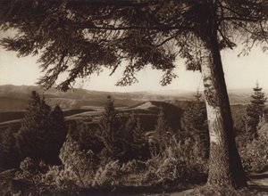 Meksiko: Kansallispuisto, Desierto de los Leones (s/w-kuva) tekijältä Hugo Brehme