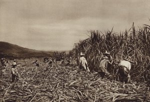 Meksiko: Tamasopo, sokeriruo