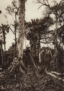 Meksiko: Tamasopo, panoraama koskemattomasta metsästä (s/w-kuva) tekijältä Hugo Brehme