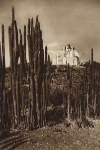 Meksiko: Zapottlan, "Cereus bavosus" (s/w kuva). tekijältä Hugo Brehme