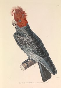 Australian Callicéphale