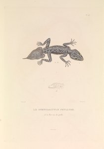 Gymnodactyle Phyllure