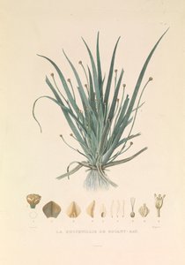 Botany Bayn Busseuillie".