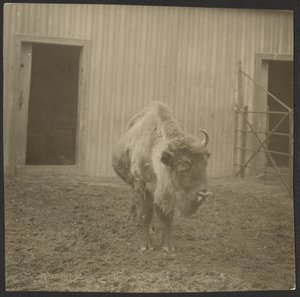 Bison tekijältä Iakob Vladimirovich Shteinberg