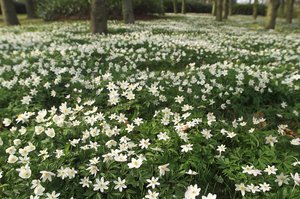 Kevään metsän anemonit