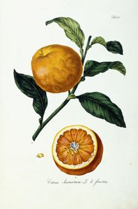 Appelsiinihedelmä, sitrushedelmä tekijältä Ignaz (after) Strenzl