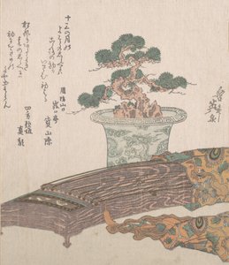 Ruukkumänty ja Koton japanilainen harppu, 1800-luku.
