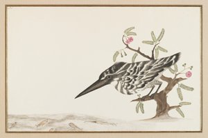 Kingfisher katsomassa (mustetta paperille) tekijältä Indian School
