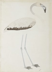 Flamingo, n. 1780 (läpinäkymätön wc paperilla) tekijältä Indian School