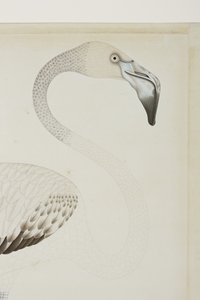 Flamingo, yksityiskohta, n. 1780 (läpinäkymätön wc paperilla) tekijältä Indian School