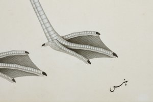 Flamingo, yksityiskohta, n. 1780 (läpinäkymätön wc paperilla) tekijältä Indian School