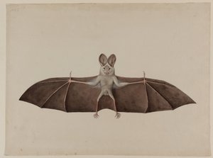 Aasian pieni valevampyyrilepakko, n. 1790 tekijältä Indian School