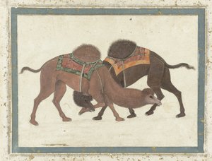 Taistelevat kamelit, n. 1680-1700 tekijältä Indian School