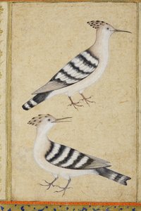 Hoopoes, n. 1590 (läpinäkymätön wc ja kultaa paperilla) tekijältä Indian School