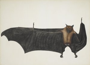 Indian Flying Fox, joka tunnetaan myös nimellä Great Indian Fruit Bat, Pteropus Giganteus, c1800. tekijältä Indian School