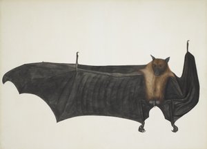 Indian Flying Fox tunnetaan myös nimellä Great Indian Fruit Bat; Pteropus Giganteus, n. 1800 (käsinvärinen kaiverrus) tekijältä Indian School