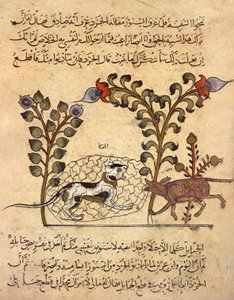 Kissa ja rotta, arabialainen miniatyyri teoksesta "Kalila va dimna". tekijältä Indian School