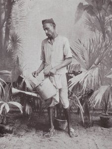 Bombay / Mumbai: Puutarhuri (s/w valokuva) tekijältä Indian photographer