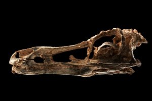 Alvarezsauruksen kaltainen dinosauruksen kallo IVPP:ssä Pekingissä, Kiinassa. tekijältä Ira Block