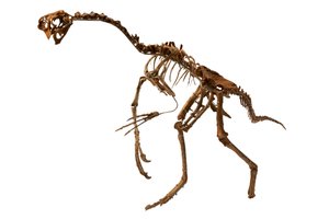 Lähes täydellinen Oviraptor Mongoliasta. tekijältä Ira Block