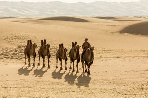 Baktriankamellikaravaani Etelä-Gobin autiomaassa, Mongolia, 2013 (kuva). tekijältä Ira Block