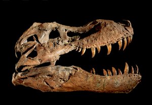 Tyrannosaurus Rexin fossiilinen kallo "Sue....". tekijältä Ira Block