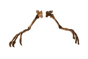 Mongolialainen dinosaurus Deinocheirus, jolla on jättimäiset kädet ja kynnet. tekijältä Ira Block