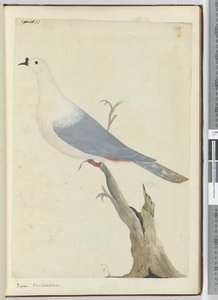 F.11 Pigeon. Uusi-Kaledonia, 1772-75 (wc) tekijältä Isaac Smith