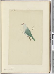 F.12 Kyyhkynen. Uusi-Kaledonia, 1772-75 (wc) tekijältä Isaac Smith