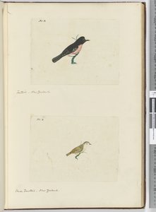 F.13 Fantail. Uusi-Seelanti F.14 Pieni fantail. Uusi-Seelanti, 1772-75 (wc) tekijältä Isaac Smith