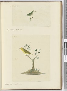 F.15 Pieni fantail. Uusi-Seelanti F.16 Pilkkaava lintu. Uusi-Seelanti, 1772-75 (wc)
