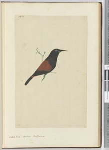 F.18 Hellakkolintu. Käki. Uusi-Seelanti, 1772-75 (wc)